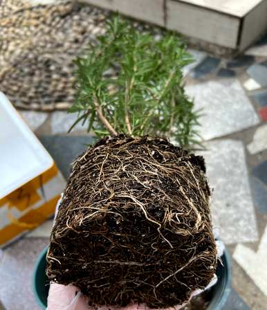 迷迭香的种植方法和价值，迷迭香水培盆栽种植技巧