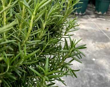 迷迭香的种植方法和价值，迷迭香水培盆栽种植技巧