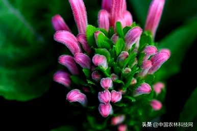 珊瑚树花语，什么是珊瑚树花语？