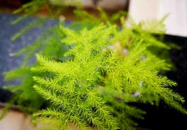 芦笋夏天叶子发黄怎么了？芦笋发黄怎么办？它能迅速变绿？