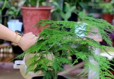 芦笋夏天叶子发黄怎么了？芦笋发黄怎么办？它能迅速变绿？