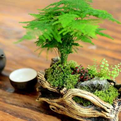 芦笋夏天叶子发黄怎么了？芦笋发黄怎么办？它能迅速变绿？