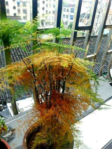 芦笋夏天叶子发黄怎么了？芦笋发黄怎么办？它能迅速变绿？