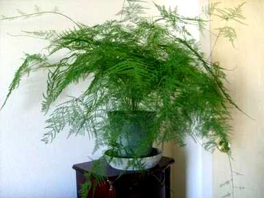 芦笋夏天叶子发黄怎么了？芦笋发黄怎么办？它能迅速变绿？