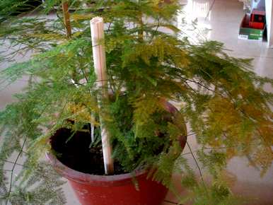 芦笋夏天叶子发黄怎么了？芦笋发黄怎么办？它能迅速变绿？