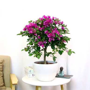 为什么带刺的三角梅不开花？带刺的三角梅图片