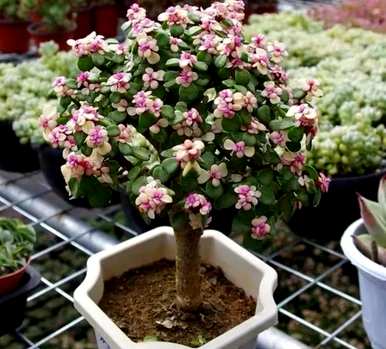 肉质植物金枝玉叶落叶，肉质植物金枝玉叶如何饲养