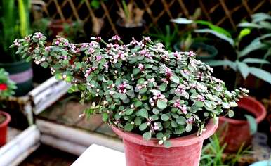 肉质植物金枝玉叶落叶，肉质植物金枝玉叶如何饲养