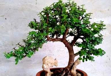 肉质植物金枝玉叶落叶，肉质植物金枝玉叶如何饲养