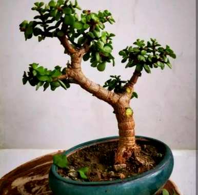 肉质植物金枝玉叶落叶，肉质植物金枝玉叶如何饲养