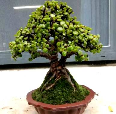 肉质植物金枝玉叶落叶，肉质植物金枝玉叶如何饲养
