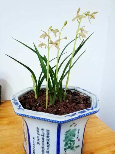 兰花用什么肥料最好，兰花促根生根最好的肥料