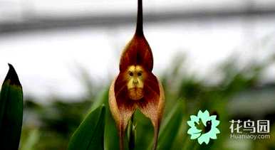 如何种植猴面球根兰，如何种植猴面兰球
