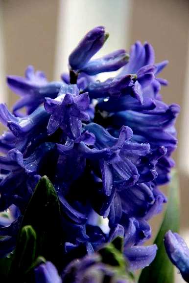 罗马风信子花语大全，风信子花语是什么？