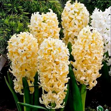 罗马风信子花语大全，风信子花语是什么？