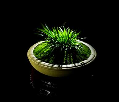 菖蒲能在室内养吗？菖蒲能在室内养吗？