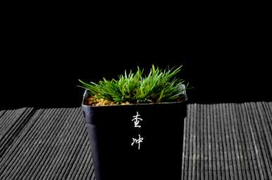 菖蒲能在室内养吗？菖蒲能在室内养吗？