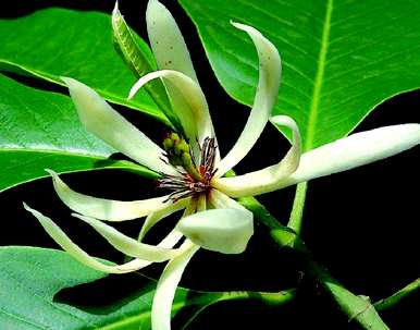 用水养殖白兰花枝能生根吗？白兰花的养殖方法和注意事项是什么？