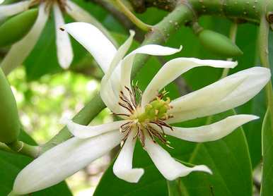 用水养殖白兰花枝能生根吗？白兰花的养殖方法和注意事项是什么？