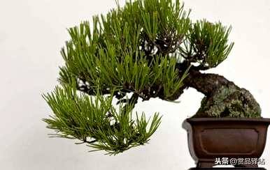 松树盆景养护方法有哪些？盆景松树有哪些？