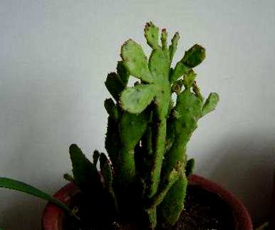 如何饲养千手观音植物仙人掌？千手观音仙人掌能长多高？
