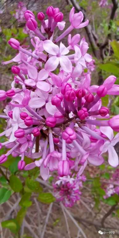丁香花不真实的花语，丁香花的花语是什么？