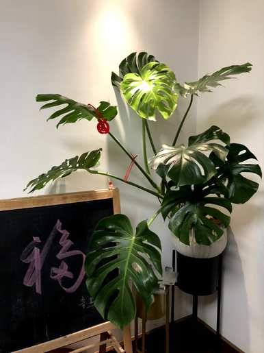 客厅里最富有、最健康的植物是什么？客厅里最好的植物是什么？