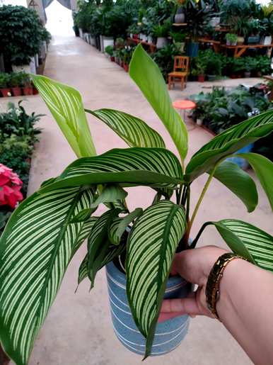 客厅里最富有、最健康的植物是什么？客厅里最好的植物是什么？