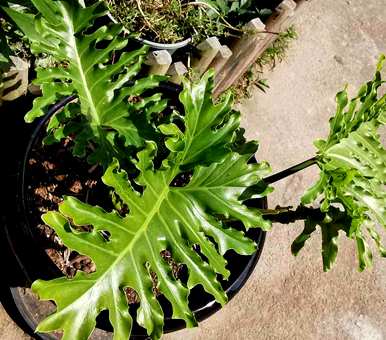 客厅里最富有、最健康的植物是什么？客厅里最好的植物是什么？