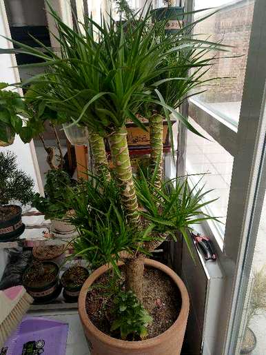 客厅里最富有、最健康的植物是什么？客厅里最好的植物是什么？