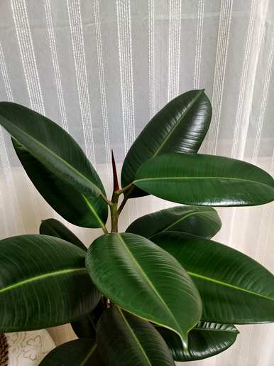 客厅里最富有、最健康的植物是什么？客厅里最好的植物是什么？