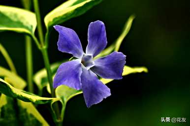 花叶蔓长春花冬天会冻死吗？花叶蔓长春耐寒的最低温度是多少？