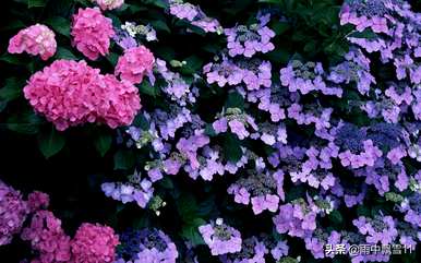绣球花怎么养，绣球花怎么养在花瓶里？