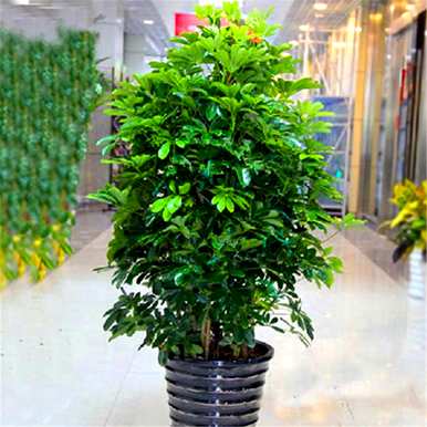 鹅掌木有毒吗？可以在室内养吗？鹅掌木种在室内有毒吗？