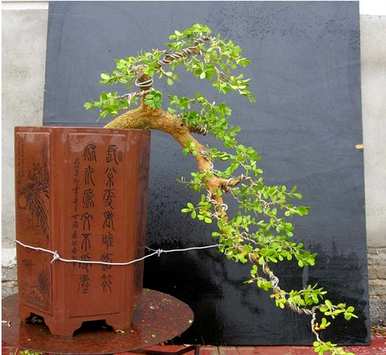 什么品种的黄杨是盆景最好的，什么品种的黄杨是盆景最好的