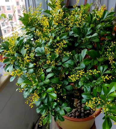 什么是阳台四季开花的植物，什么是北阳台适合种植的开花植物？
