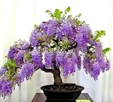 什么是阳台四季开花的植物，什么是北阳台适合种植的开花植物？