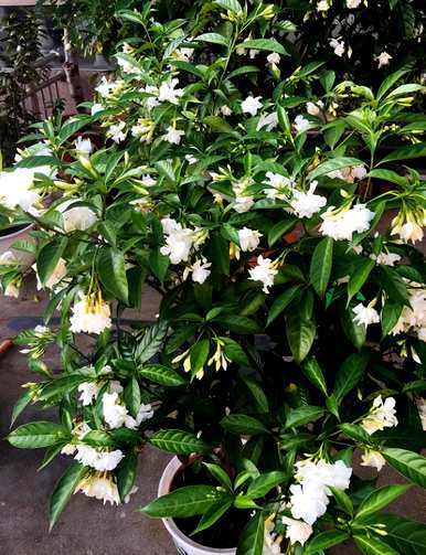 什么是阳台四季开花的植物，什么是北阳台适合种植的开花植物？