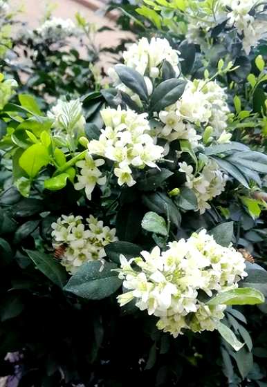 什么是阳台四季开花的植物，什么是北阳台适合种植的开花植物？