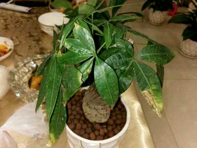 植物和花卉的栽培和管理，常见的花卉和植物管理技术是什么