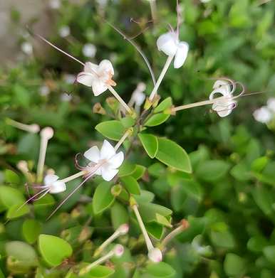 什么是阳台四季开花的植物，什么是北阳台适合种植的开花植物？