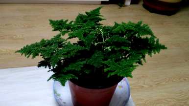 植物和花卉的栽培和管理，常见的花卉和植物管理技术是什么