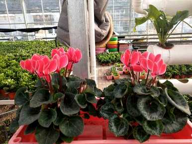 植物和花卉的栽培和管理，常见的花卉和植物管理技术是什么