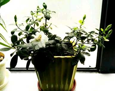 植物和花卉的栽培和管理，常见的花卉和植物管理技术是什么