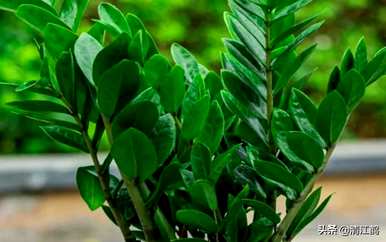 如何养殖摇钱树植物，如何养殖摇钱树金钱榕树？
