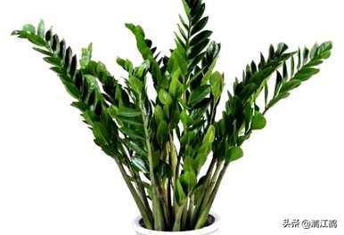如何养殖摇钱树植物，如何养殖摇钱树金钱榕树？