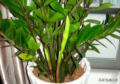 如何养殖摇钱树植物，如何养殖摇钱树金钱榕树？