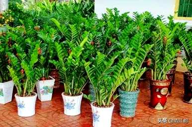 如何养殖摇钱树植物，如何养殖摇钱树金钱榕树？