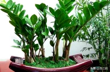 如何养殖摇钱树植物，如何养殖摇钱树金钱榕树？