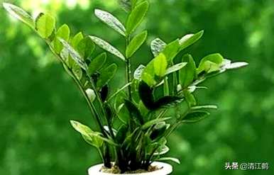 如何养殖摇钱树植物，如何养殖摇钱树金钱榕树？